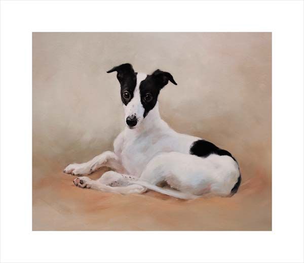 Greyhound Pup. A dog and canine wall art canvas print of a crufts dog show breed by Jacqueline Stanhope. Signed limited edition.
