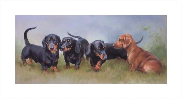 Miniature Smooth Haired Dachshunds