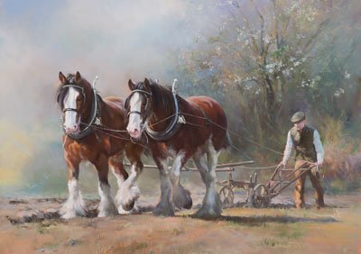 An equine, equestrian and horse wall art canvas print of two heavy horse Clydesdales ploughing by Jacqueline Stanhope. Signed limited edition.