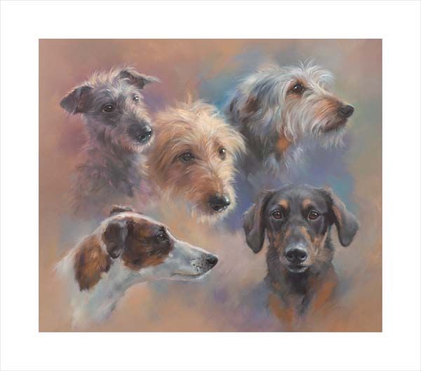 Sighthounds, greyhounds and lurchers. A dog and canine wall art canvas print of a crufts dog show breed by Jacqueline Stanhope. Signed limited edition.