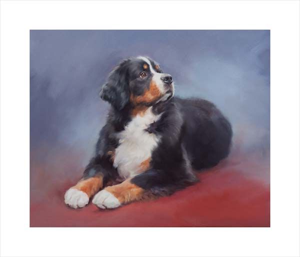 Bernese Mountain Dog. A dog and canine wall art canvas print of a crufts dog show breed by Jacqueline Stanhope. Signed limited edition.