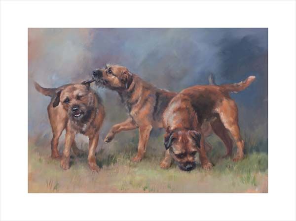 Border Terriers. A dog and canine wall art canvas print of a crufts dog show breed by Jacqueline Stanhope. Signed limited edition.