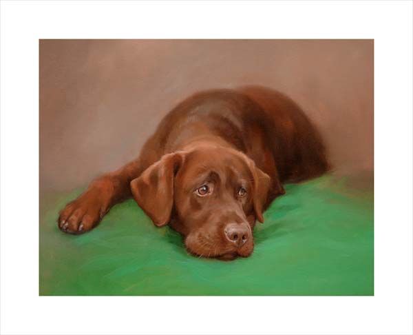 Chocolate Labrador Retriever. A dog and canine wall art canvas print of a crufts dog show breed by Jacqueline Stanhope. Signed limited edition.