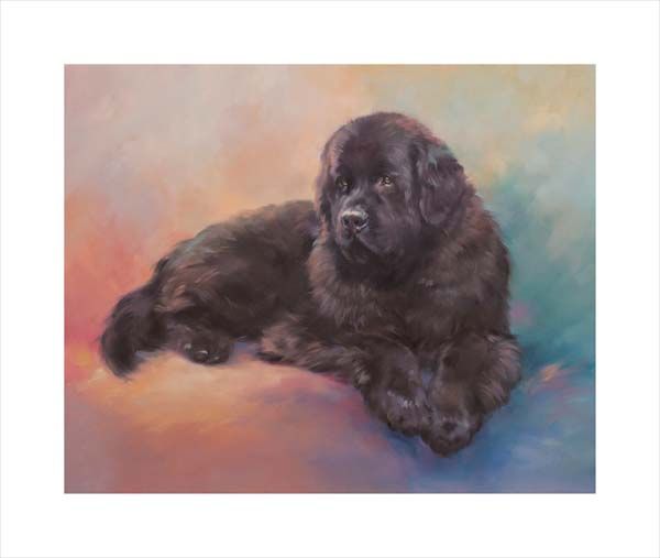Newfoundland. A dog and canine wall art canvas print of a crufts dog show breed by Jacqueline Stanhope. Signed limited edition.