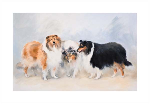Rough Collies. A dog and canine wall art canvas print of a crufts dog show breed by Jacqueline Stanhope. Signed limited edition.