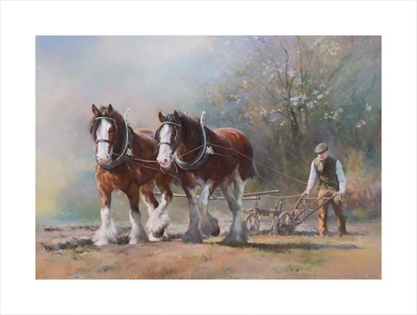 An equine, equestrian and horse wall art canvas print of two heavy horse Clydesdales ploughing by Jacqueline Stanhope. Signed limited edition.